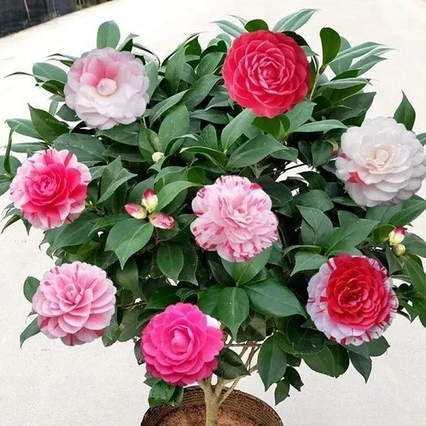 Cây trà my trồng chậu lớn với bộ rễ đã được xử lý để tạo dáng bonsai