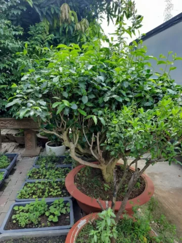 Cách Trồng Cây Chè Xanh Tại Nhà Đạt Chuẩn Chuyên Gia Cho Không Gian Sống Xanh