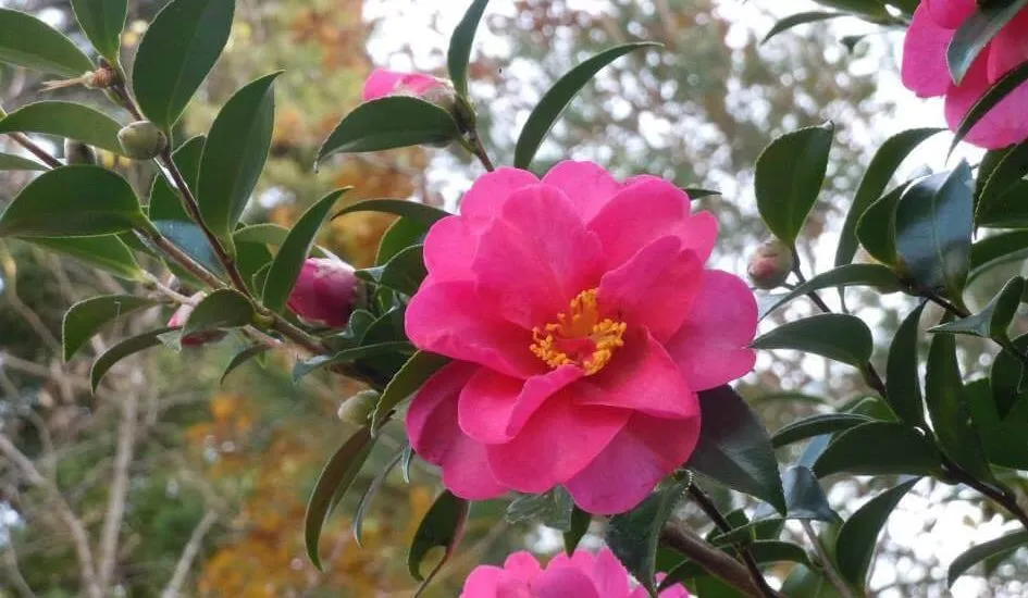 Cây trà xanh có ý nghĩa sâu sắc trong văn hóa và được sử dụng để tỏ lòng thành