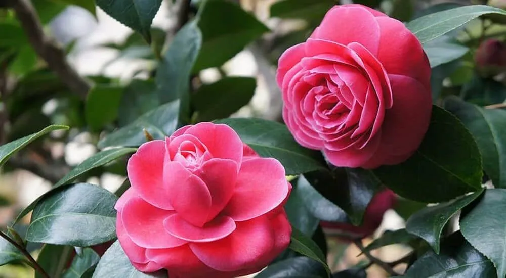 Cây trà xanh nở hoa tuyệt vời, thể hiện sự chăm sóc đúng kỹ thuật