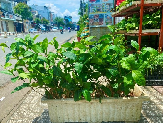 Cách Trồng Cây Chè Xanh Tại Nhà Đạt Chuẩn Chuyên Gia Cho Không Gian Sống Xanh