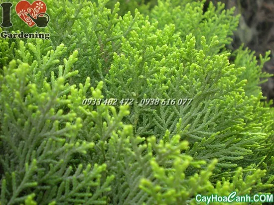 Cây trắc bá diệp con sau khi gieo hạt, sẵn sàng để chuyển chậu