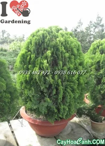 Cây trắc bá diệp trưởng thành có lá xanh mướt, biểu hiện của chăm sóc đúng cách