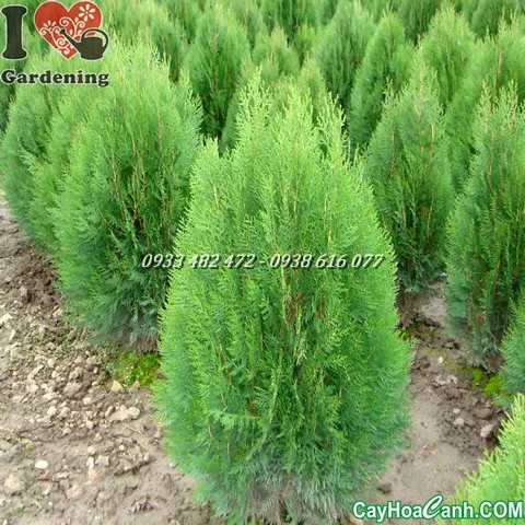 Cây trắc bách diệp cần tiếp xúc với ánh nắng mặt trời buổi sáng để sinh trưởng tốt