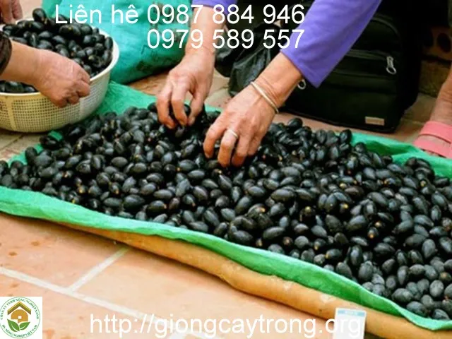 Cây Trám Đen đang ra hoa kết quả