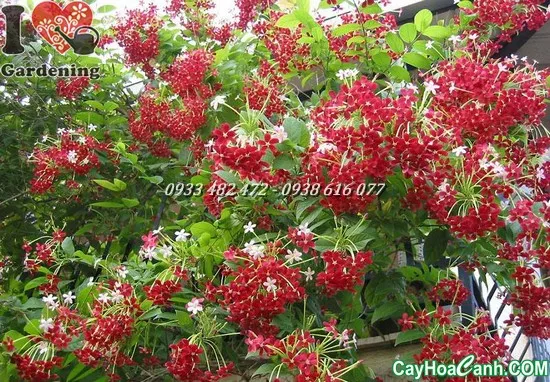 Cây Trang Leo leo trên giàn lưới, hình thức phổ biến khi áp dụng cách chăm sóc cây trang leo tại nhà