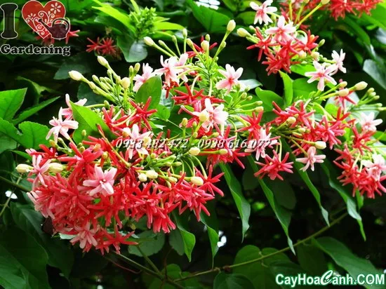 Cây Trang Leo (Sử Quân Tử) nở hoa rực rỡ thành chùm rủ xuống, thể hiện sự chăm sóc cây trang leo thành công