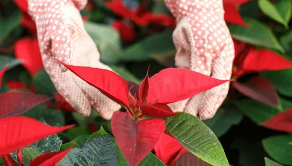 Cây Trạng Nguyên cần điều kiện nhiệt độ và ánh sáng ổn định để kích thích lá bắc chuyển màu đỏ