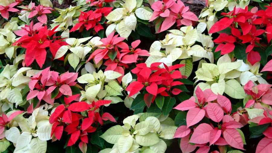 Cây trạng nguyên có nhiều màu sắc khác nhau như đỏ, trắng, vàng, hồng cho bạn lựa chọn theo sở thích và mệnh phong thủy