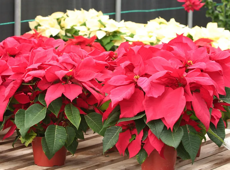 Cây Trạng Nguyên mang lại may mắn cho gia chủ tuổi Đinh Mão