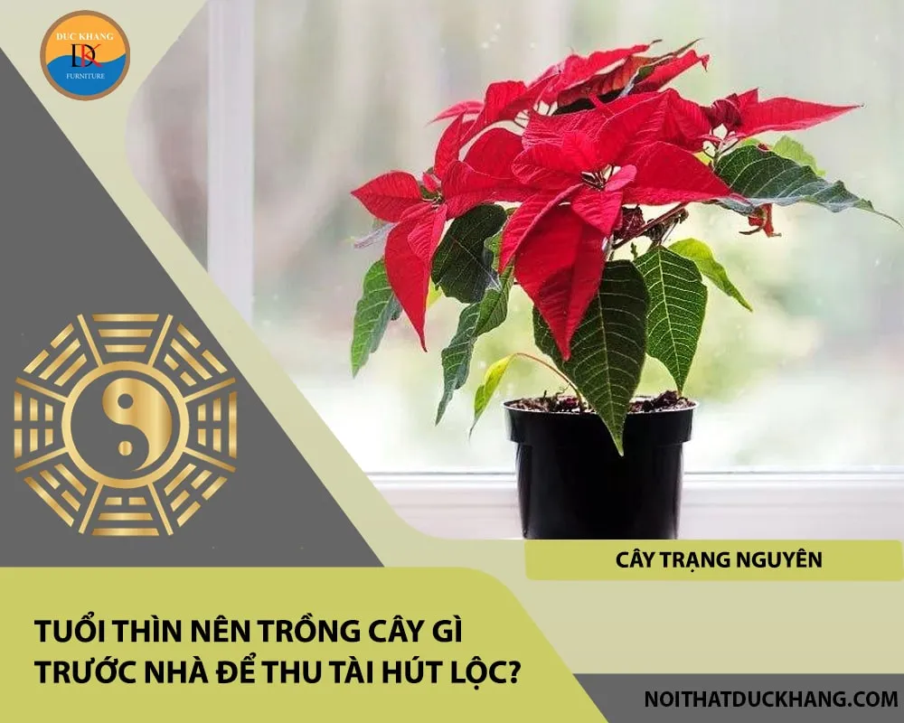 Cây Trạng Nguyên với màu đỏ rực, rất hợp với người tuổi Thìn mệnh Hỏa hoặc Thổ