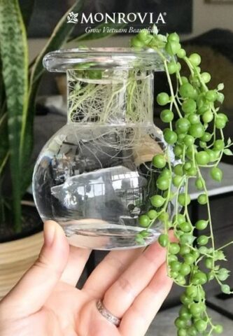 Cách Trồng Cây Trong Lọ Thủy Tinh Toàn Diện Từ A Đến Z