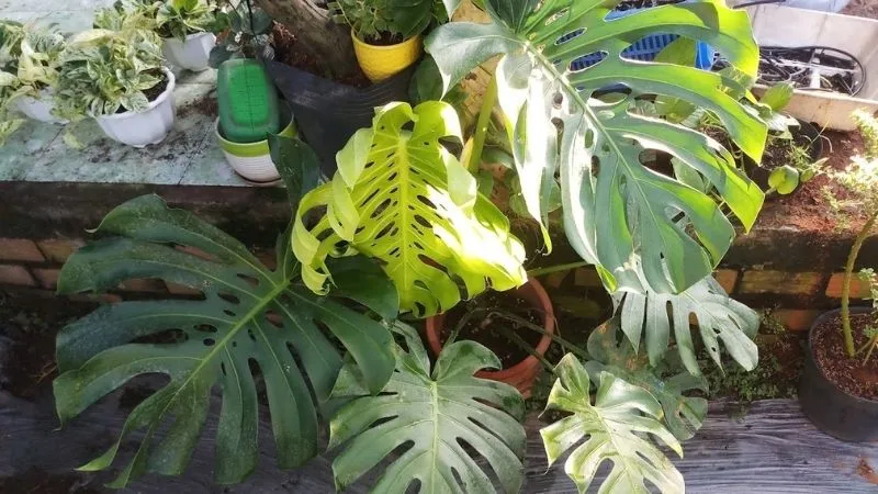 Cây Trầu Bà Cách Chăm Sóc - Loại bỏ những chiếc lá trầu bà đã chuyển màu vàng để cây dồn sức nuôi lá xanh