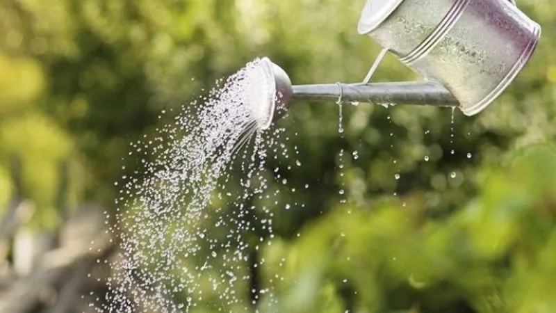 Cây Trầu Bà Cách Chăm Sóc - Việc tưới quá nhiều nước có thể làm rễ cây bị hư thối