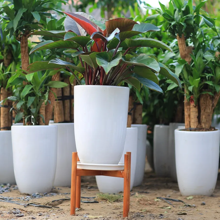 Cây trầu bà đế vương đỏ thủy sinh đã phát triển rễ và đang được chăm sóc trong môi trường nội thất