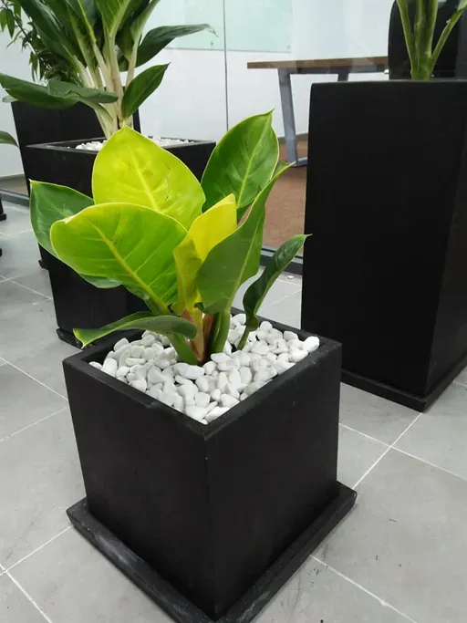 Cây trầu bà đế vương vàng cần ánh sáng gián tiếp mạnh hơn để giữ màu