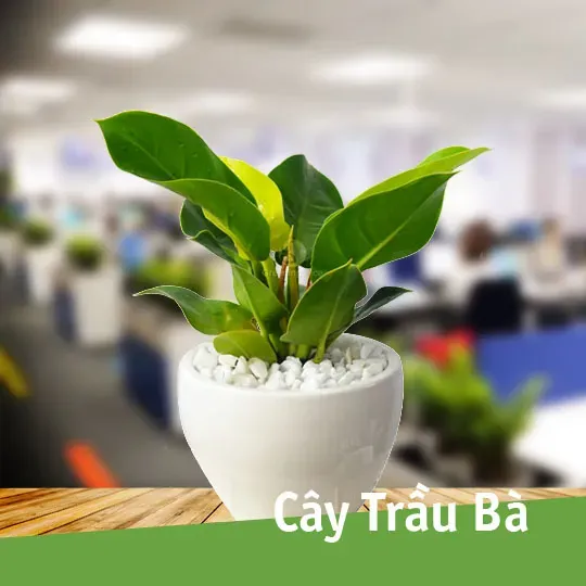 Cây Trầu Bà là loài cây cảnh nội thất phổ biến với nhiều loại khác nhau