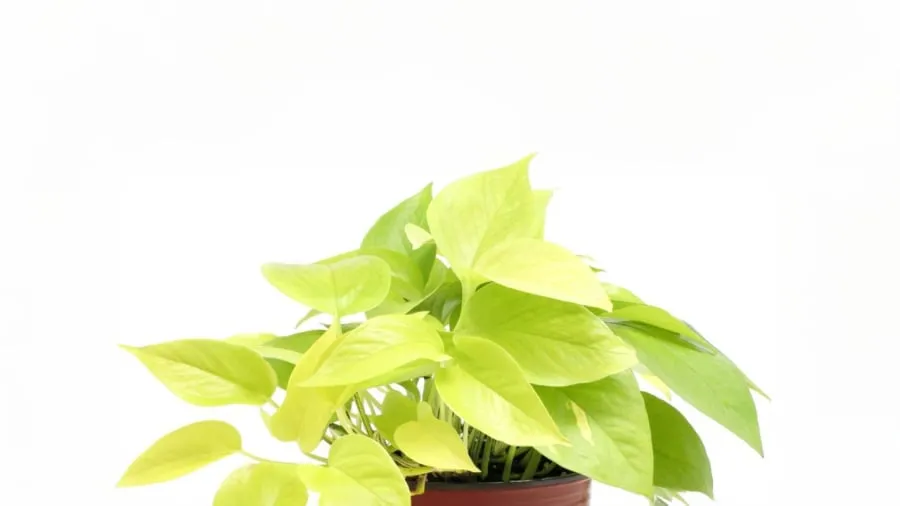 Cây Trầu Bà lá vàng, loại cây hành Thổ mang lại sự thịnh vượng, tài lộc dồi dào