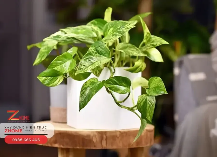 Cây Trầu Bà lá xanh hình trái tim, mang lại thành công và sự bình yên