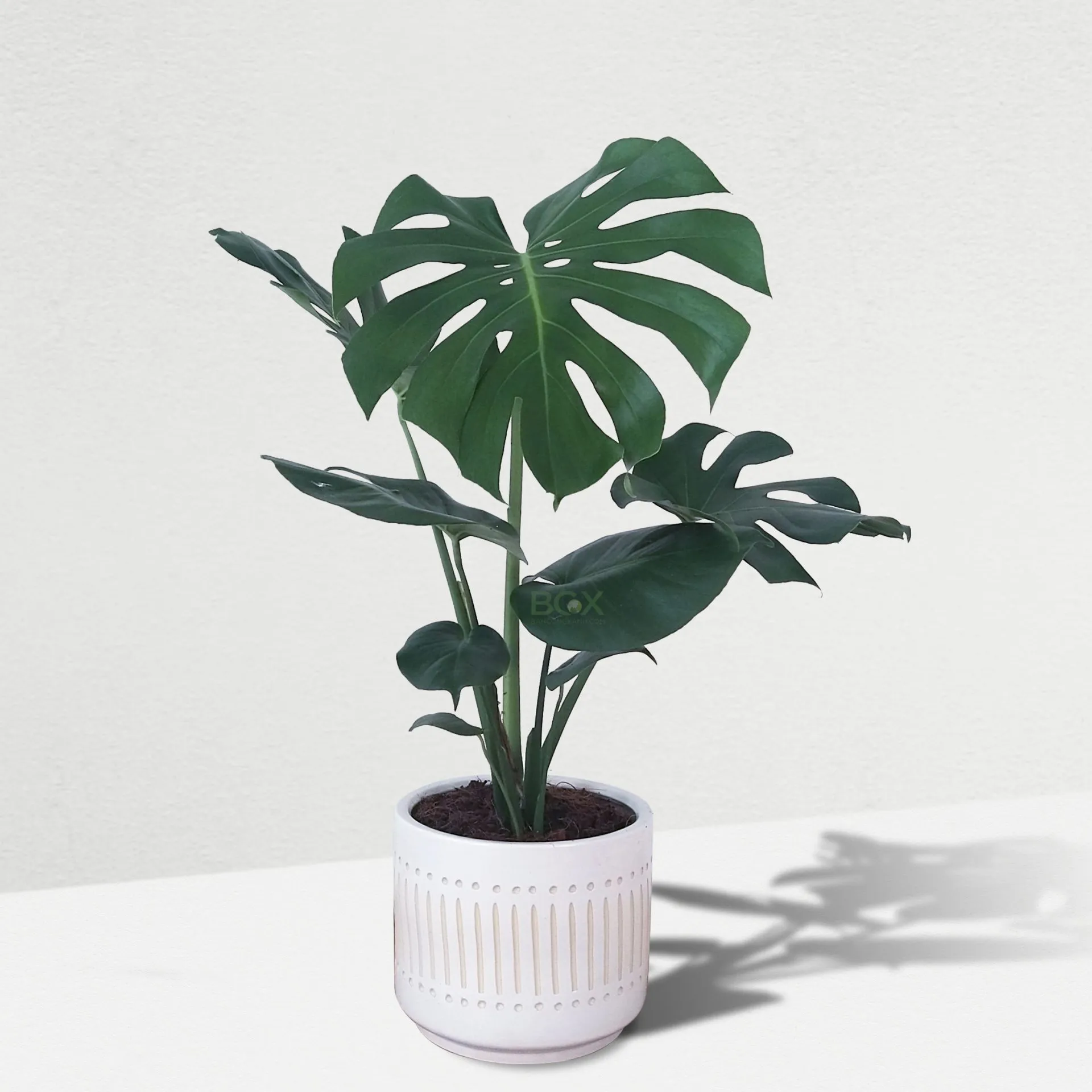 Cây Trầu Bà Lá Xẻ cỡ trung trong chậu gốm, đặt trên khay chứa sỏi và nước để tăng độ ẩm xung quanh cây