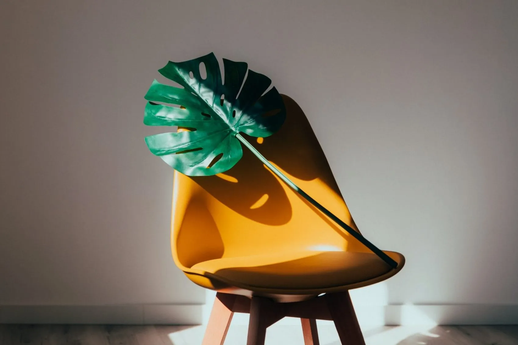 Cây Trầu Bà Lá Xẻ đang nhận ánh sáng gián tiếp mạnh từ cửa sổ, giúp lá phát triển lớn và có nhiều khe rãnh