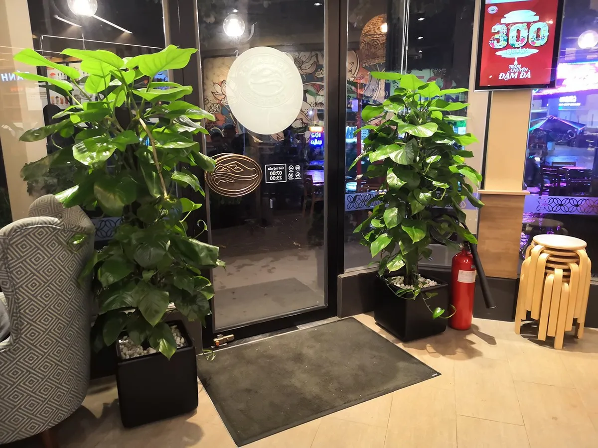 Cây Trầu Bà Leo Cột được đặt trước cửa một chi nhánh quán cafe HighLand