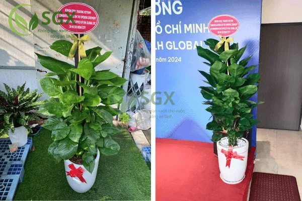 Cây Trầu Bà Leo Cột Xanh Tươi