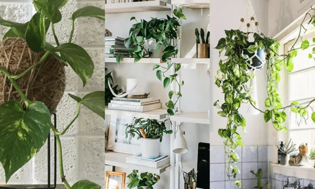 Cây Trầu Bà lớn treo rủ xuống, minh họa lý do có nên trồng cây trong nhà để thanh lọc không khí