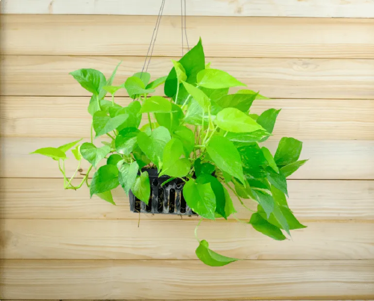 Cây Trầu Bà trong phong thủy được tin là mang lại tài lộc và may mắn khi được đặt ở vị trí phù hợp trong nhà hoặc văn phòng