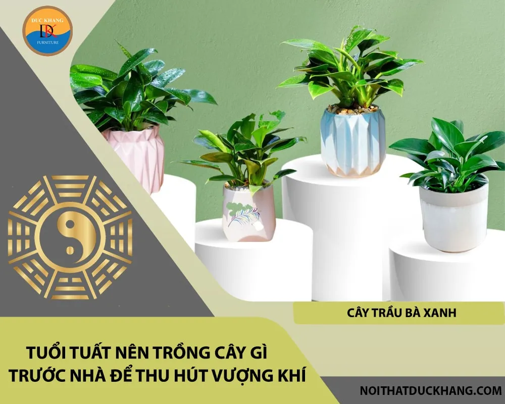 Cây trầu bà xanh lá rộng, lựa chọn lý tưởng khi xem xét tuổi Tuất mệnh Mộc nên trồng cây gì để đón may mắn.
