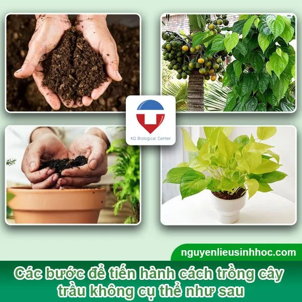 Cây trầu không được trồng thành công trong chậu, dây leo đã bám vào cọc tre và phát triển xanh tốt