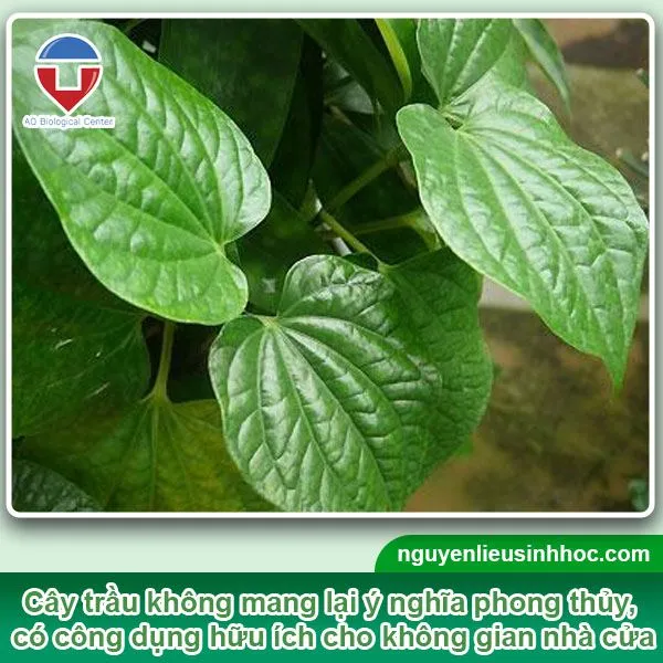 Cây trầu không mọc trên giàn gỗ, lá xanh tốt, thể hiện sức sống mạnh mẽ của cây leo