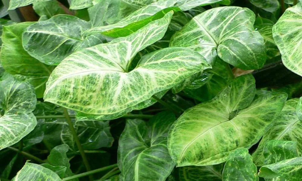 Cây Tróc Bạc giúp thu hút tài lộc