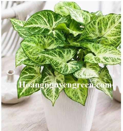 Cây Tróc Bạc xanh tốt trồng trong chậu thủy tinh chứa nước