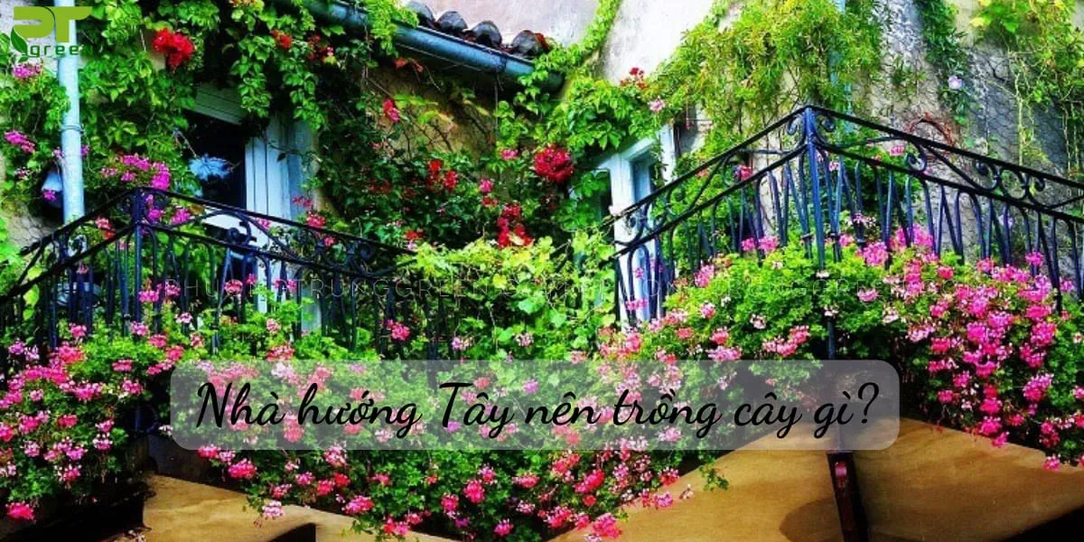 Cây trồng cho nhà hướng Tây