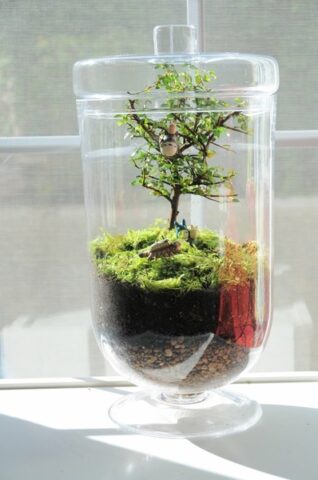 Cách Trồng Cây Trong Lọ Thủy Tinh Toàn Diện Từ A Đến Z