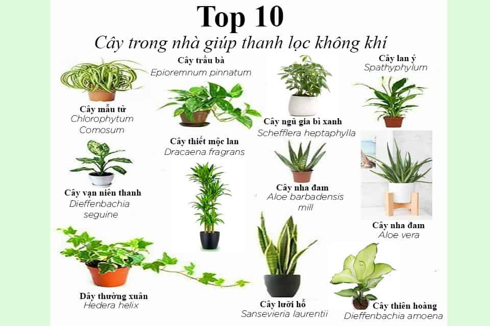 5 Loại Cây Nên Trồng Trong Nhà Để Thanh Lọc Không Khí Và Cải Thiện Giấc Ngủ