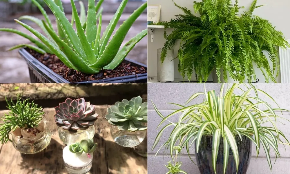 Cây trồng nội thất giúp thanh lọc không khí và cải thiện sức khỏe