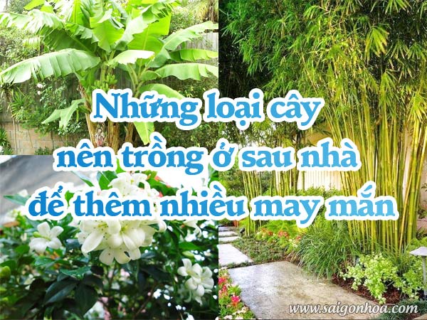 Sau Nhà Nên Trồng Cây Gì Phù Hợp Phong Thủy Và Đem Lại Tài Lộc
