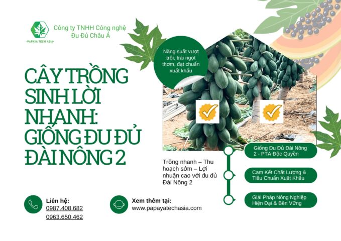 kinh doanh nên trồng cây gì: Chiến Lược Lựa Chọn Cây Trồng Lợi Nhuận Bền Vững