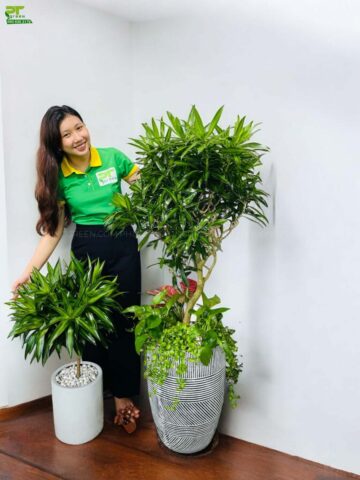 Cách Trồng Cây Trúc Bách Hợp Trong Nhà: Hướng Dẫn Chi Tiết Chăm Sóc A-Z