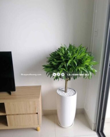 Cách Trồng Cây Trúc Bách Hợp Trong Nhà: Hướng Dẫn Chi Tiết Chăm Sóc A-Z