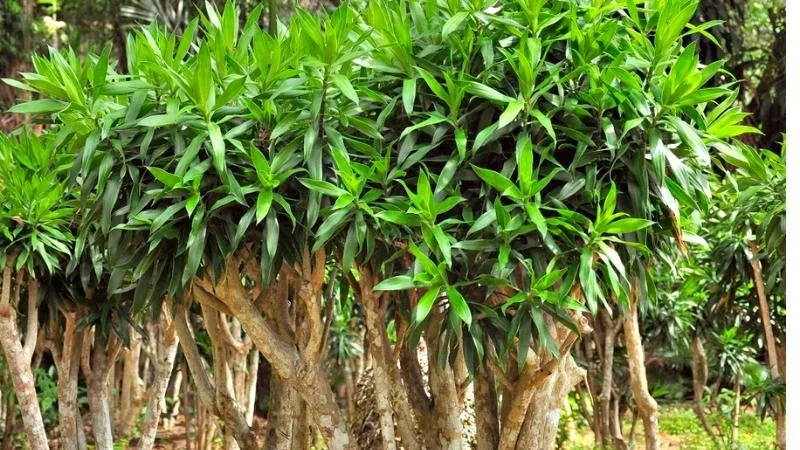 Cây Trúc Bách Hợp có nguồn gốc từ Bắc Ấn với đặc điểm lá xanh xen lẫn dải vàng