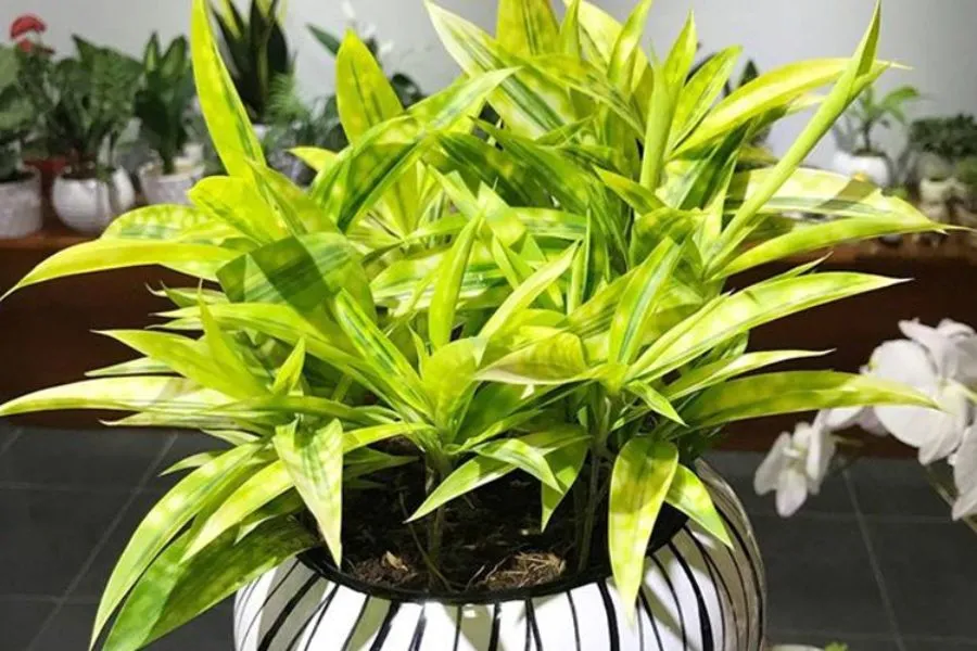 Cây trúc được trồng để trang trí nhà cửa, mang ý nghĩa phong thủy tốt đẹp