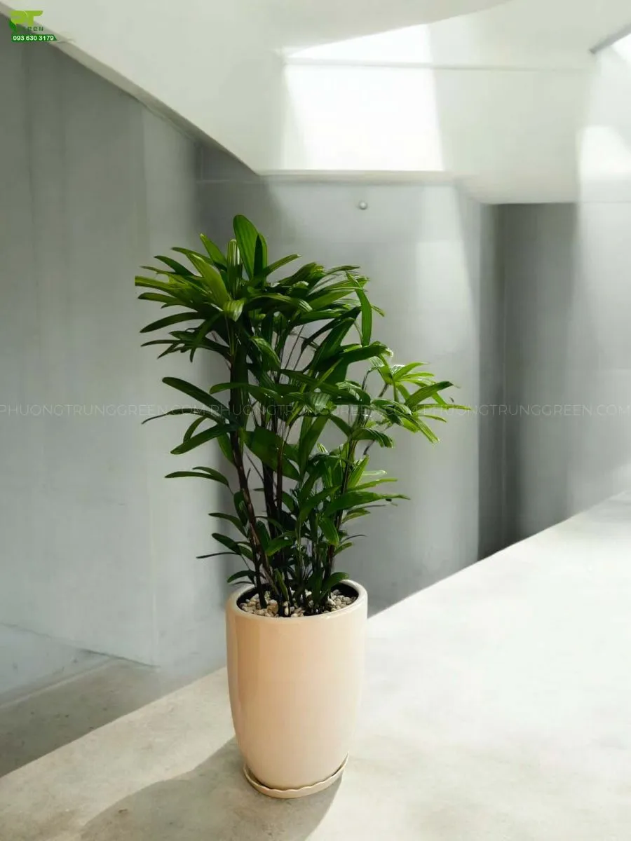 Cây trúc mây chậu dáng cao
