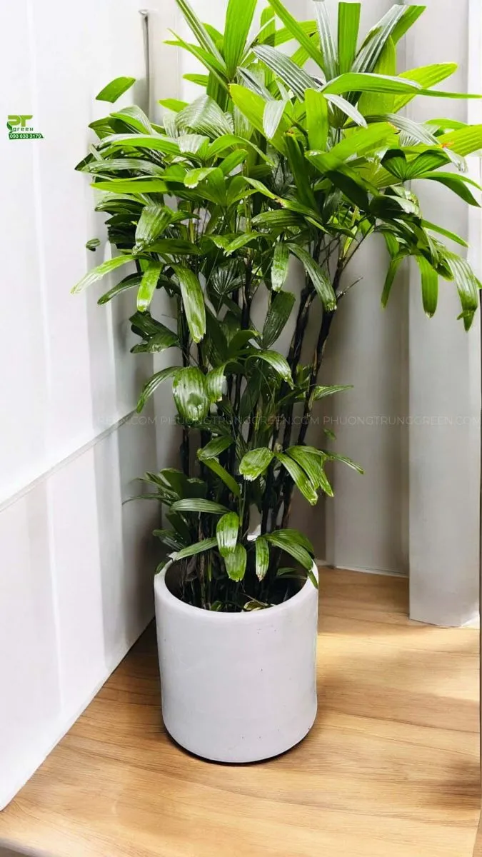 Cây Trúc Mây trang trí phòng khách, phòng ngủ