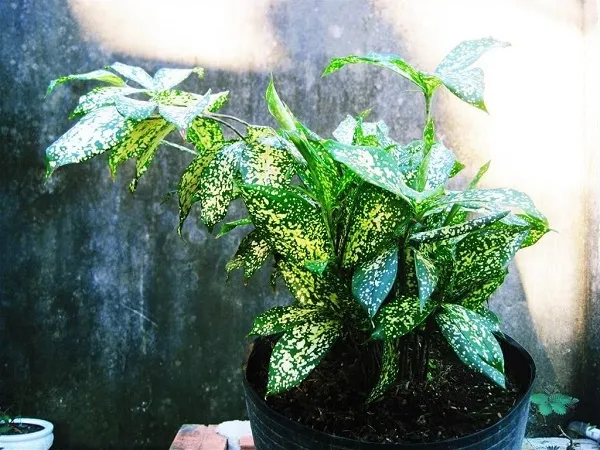 Cây Trúc Nhật chậu sứ trắng, biểu tượng phong thủy của sự kiên cường và may mắn