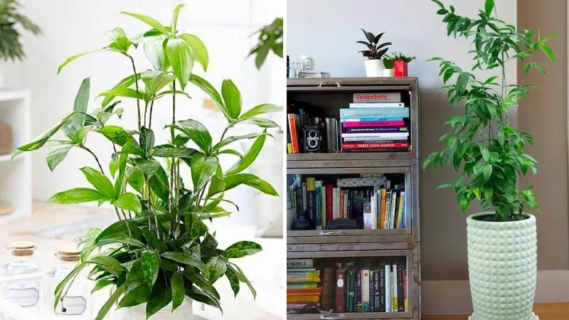 Cây Trúc Nhật trồng trong chậu sứ trắng