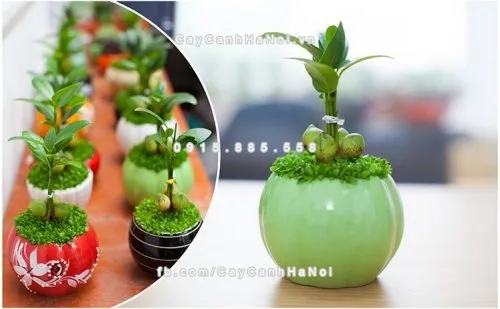 Cây trúc phát tài màu xanh và vàng, gợi ý lựa chọn cây cảnh cho người mệnh Kim