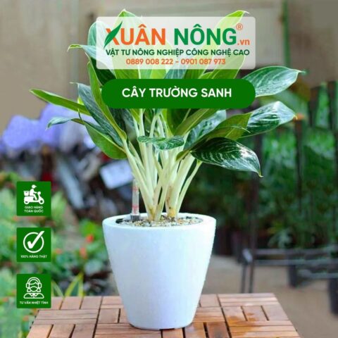 Cách Chăm Sóc Cây Trường Sanh Phát Triển Khỏe Mạnh Và Ra Hoa Đều Đặn
